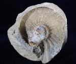 Ataxioceras (Ataxioceras) sp. FONTANNES 1879 - Bild © FossNet FossilienStore